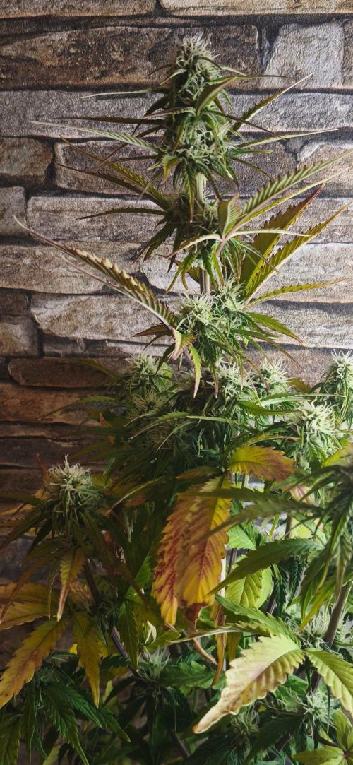 1st diary of that strain here :-D. Week 6