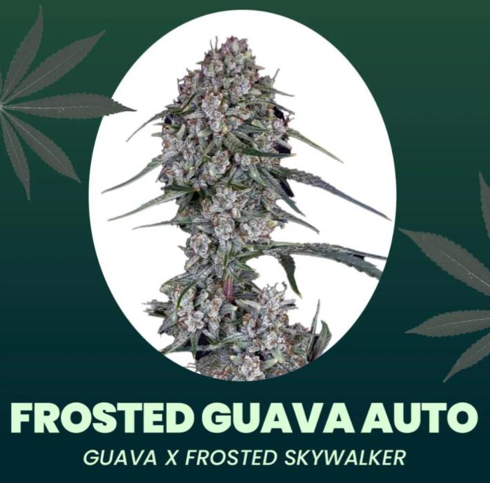 Frosted Guava Automatic, Seed Supplier. Week 0