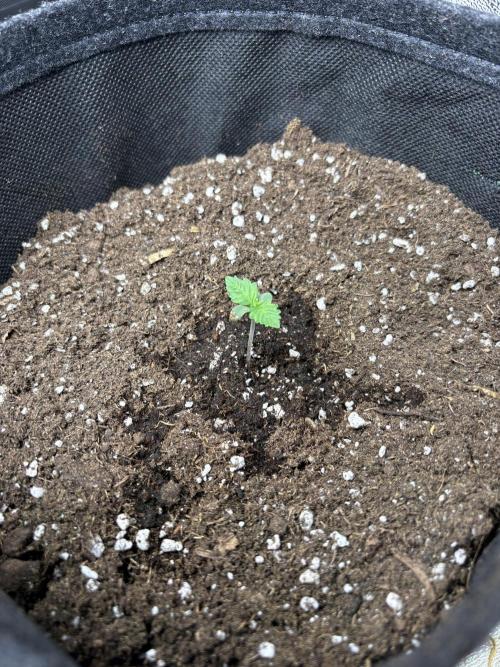 Frosted Guava Automatic, Seed Supplier. Week 1 - Pheno 1, D7