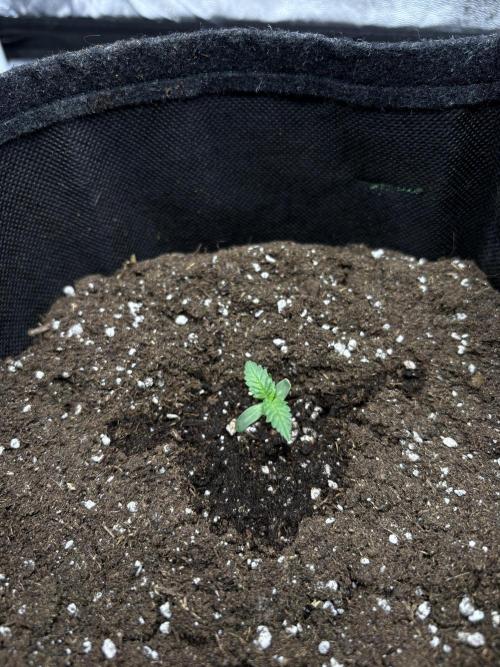 Frosted Guava Automatic, Seed Supplier. Week 1 - Pheno 1, D7