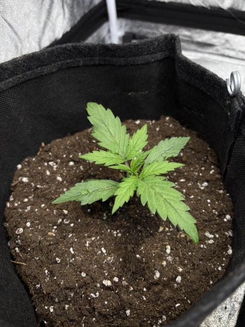 Frosted Guava Automatic, Seed Supplier. Week 2 - Pheno 1, D14