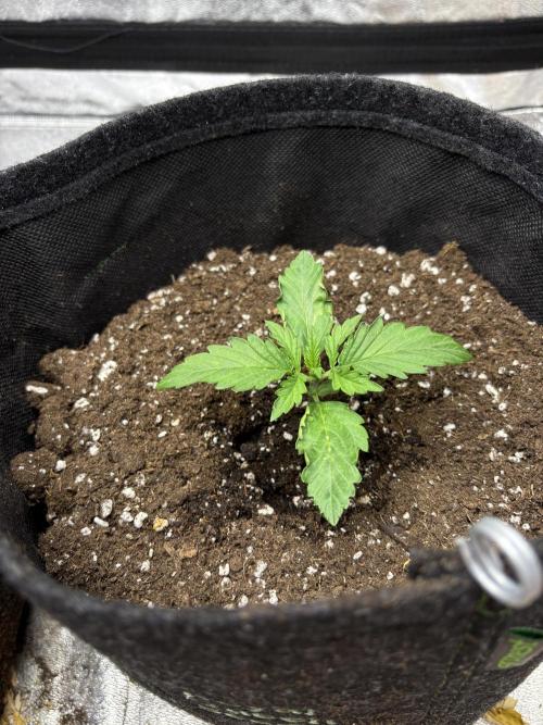 Frosted Guava Automatic, Seed Supplier. Week 2 - Pheno 2, D14