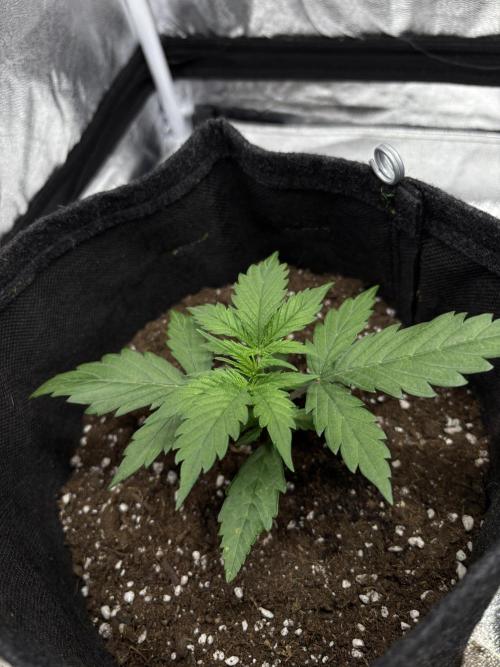 Frosted Guava Automatic, Seed Supplier. Week 2 - Pheno 1, D17