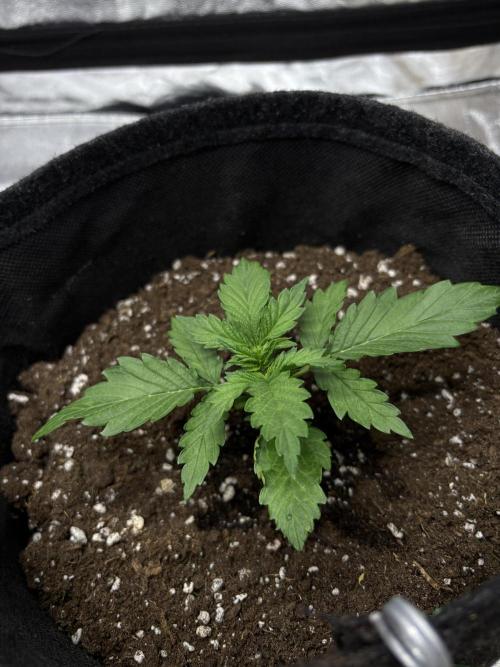 Frosted Guava Automatic, Seed Supplier. Week 2 - Pheno 2, D17