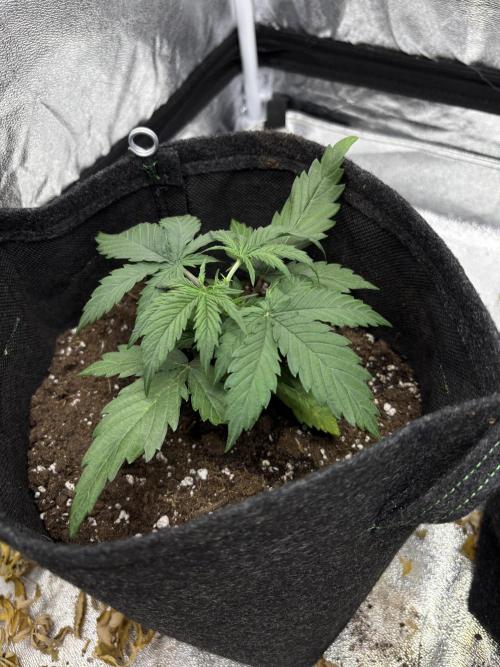 Frosted Guava Automatic, Seed Supplier. Week 3 - Pheno 1, D21