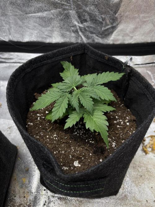 Frosted Guava Automatic, Seed Supplier. Week 3 - Pheno 2, D21