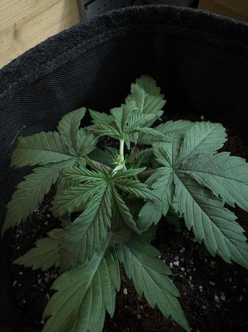 Frosted Guava Automatic, Seed Supplier. Week 3 - Pheno 1, D21