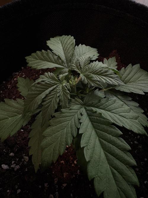 Frosted Guava Automatic, Seed Supplier. Week 3 - Pheno 2, D21