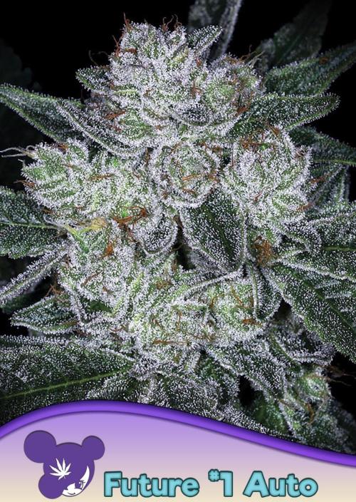 Auto Future #1 Anesia seeds. Week 0 - D1 