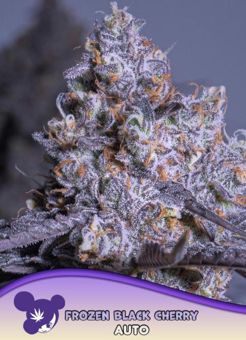 Frozen Black Cherry Auto Anesia seeds. Week 0 - D1 