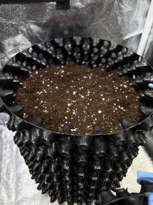 Auto Future #1 Anesia seeds. Week 0 - D7 Pheno 1