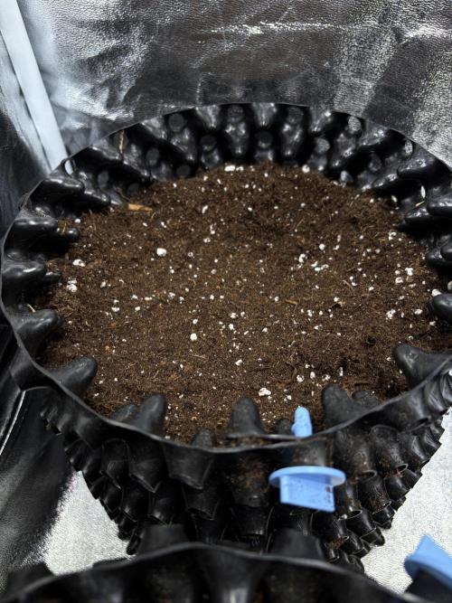 Auto Future #1 Anesia seeds. Week 0 - D7, Pheno 2