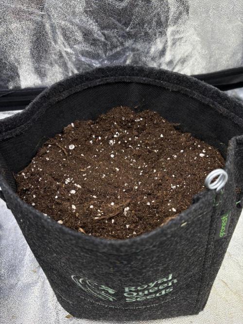 Frozen Black Cherry Auto Anesia seeds. Week 0 - D7, Pheno1 