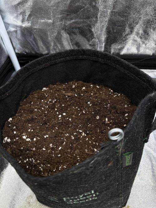 Frozen Black Cherry Auto Anesia seeds. Week 0 - D7, Pheno2 
