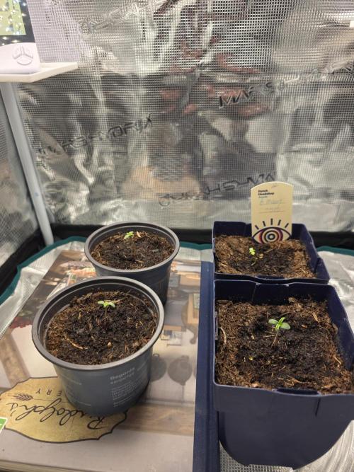 OG Kush - skittelz. Week 0 - 4 plantjes gezaaid, en alle 4 uitgekomen. Ze krijgen nu 24 uur licht!