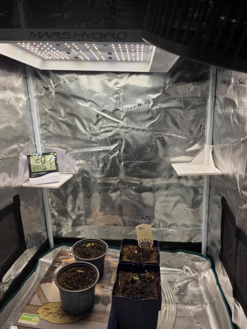 OG Kush - skittelz. Week 0 - In heb ze voorgegroeid, in een Mars 60x60 tent, De vochtigheid staat op 65% 