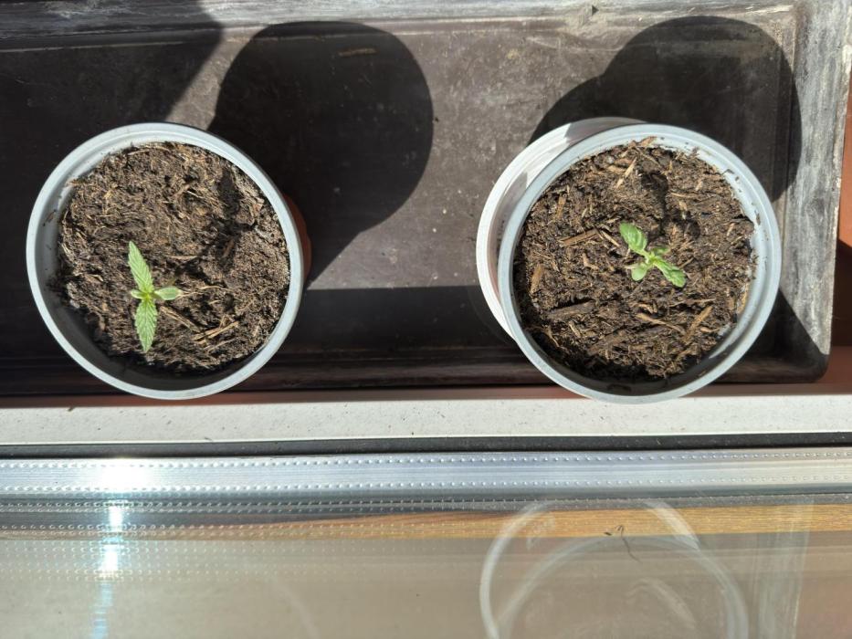 Whorled phyllotaxy Runtz. Week 1 - Right is mutant Runtz