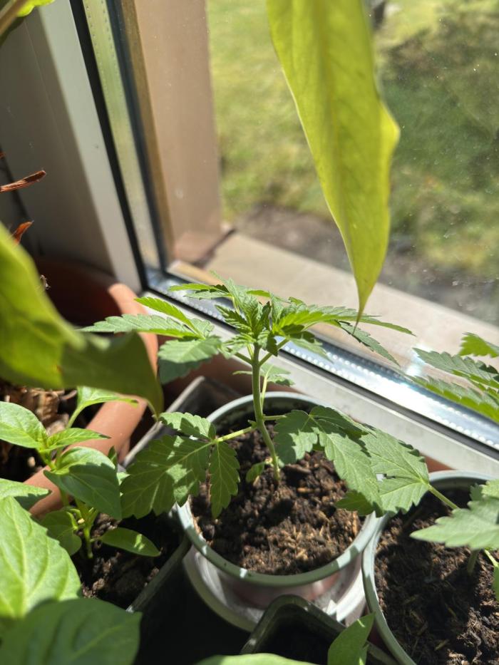 Whorled phyllotaxy Runtz. Week 4