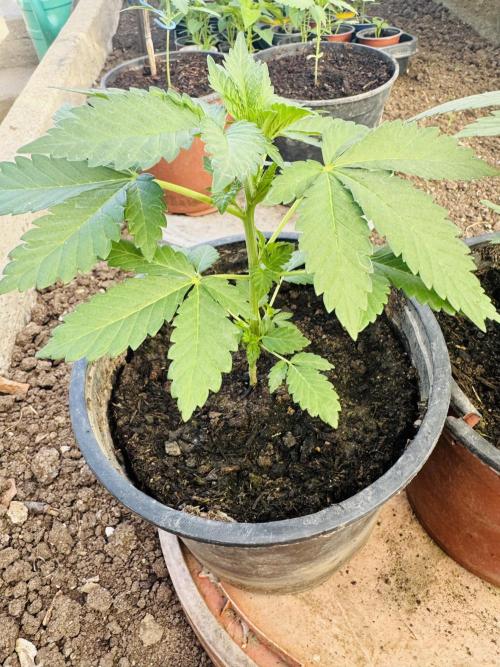 Whorled phyllotaxy Runtz. Week 5