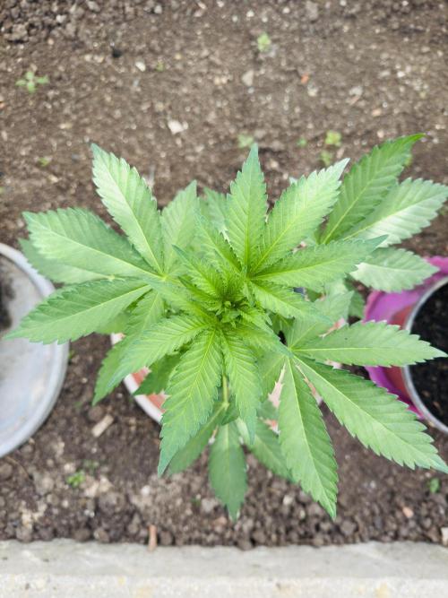 Whorled phyllotaxy Runtz. Week 6