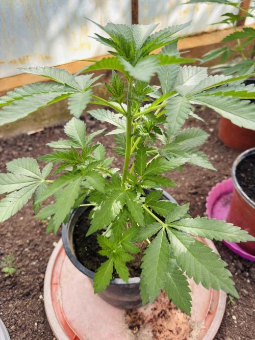 Whorled phyllotaxy Runtz. Week 6