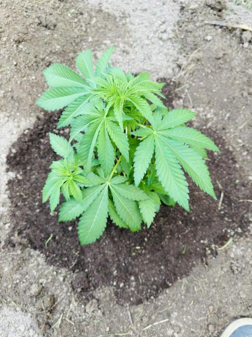Whorled phyllotaxy Runtz. Week 7