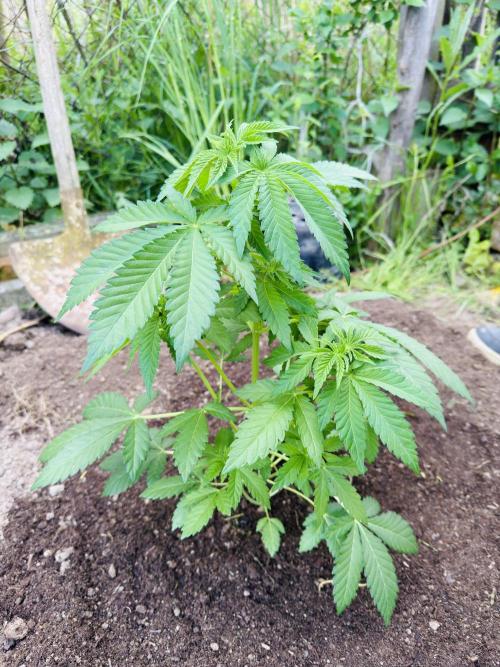 Whorled phyllotaxy Runtz. Week 7
