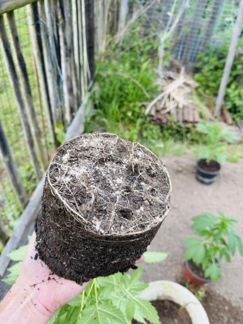 Whorled phyllotaxy Runtz. Week 7