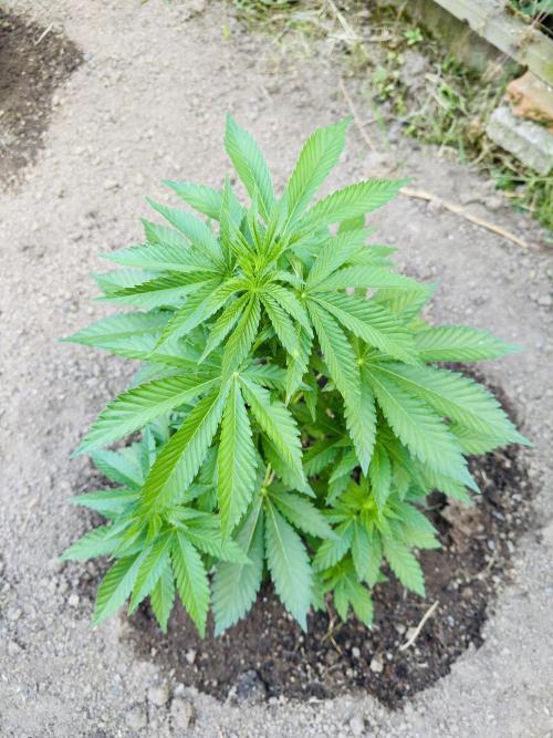 Whorled phyllotaxy Runtz. Week 8