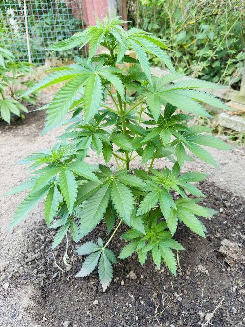 Whorled phyllotaxy Runtz. Week 8