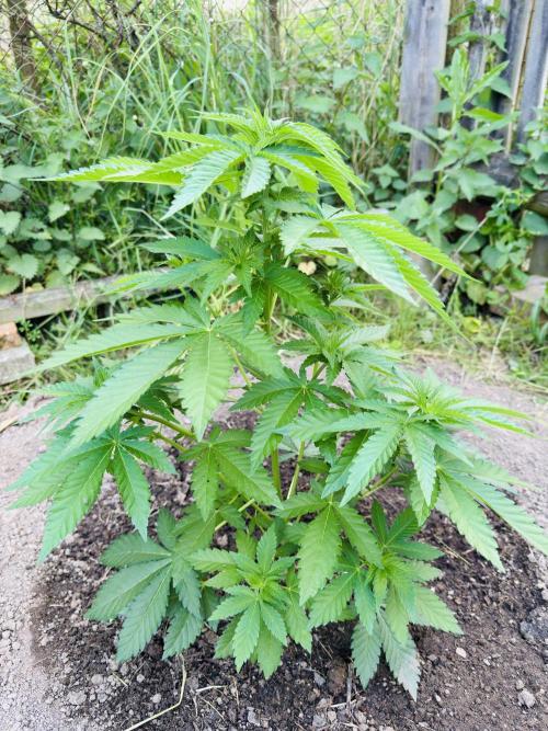 Whorled phyllotaxy Runtz. Week 8
