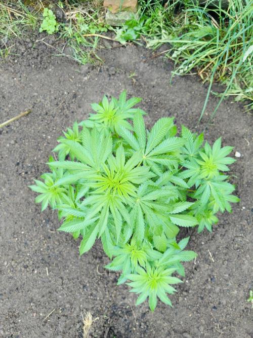 Whorled phyllotaxy Runtz. Week 9