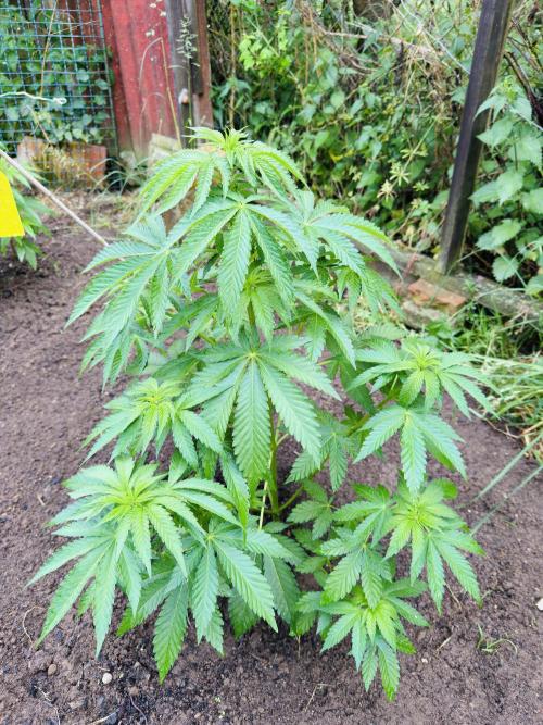 Whorled phyllotaxy Runtz. Week 9
