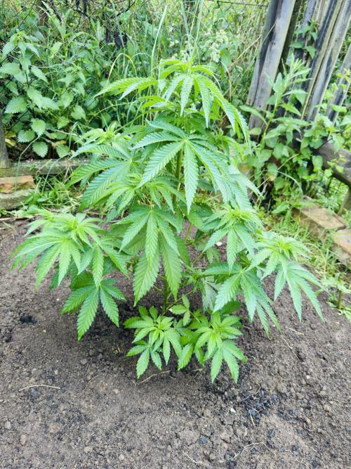 Whorled phyllotaxy Runtz. Week 9