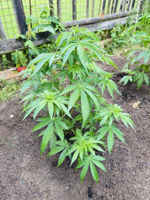 Whorled phyllotaxy Runtz. Week 9