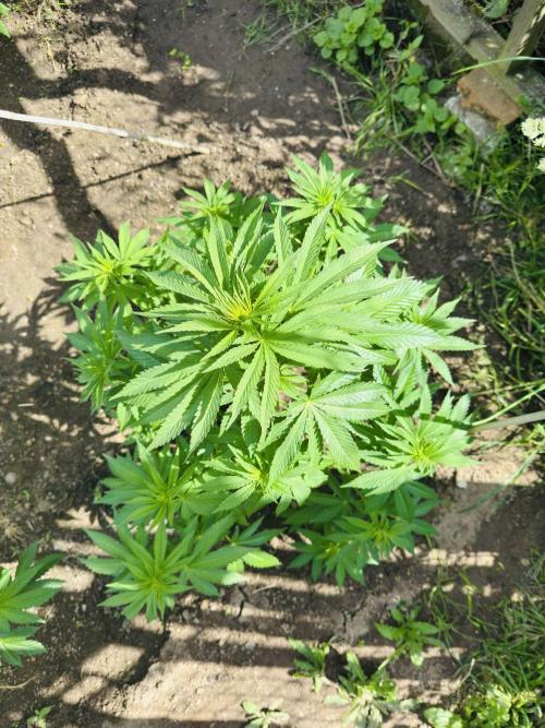Whorled phyllotaxy Runtz. Week 10