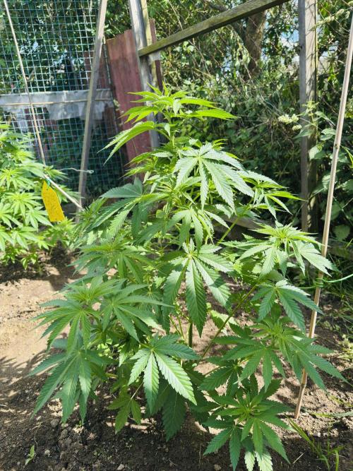Whorled phyllotaxy Runtz. Week 10