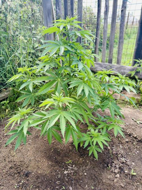 Whorled phyllotaxy Runtz. Week 10