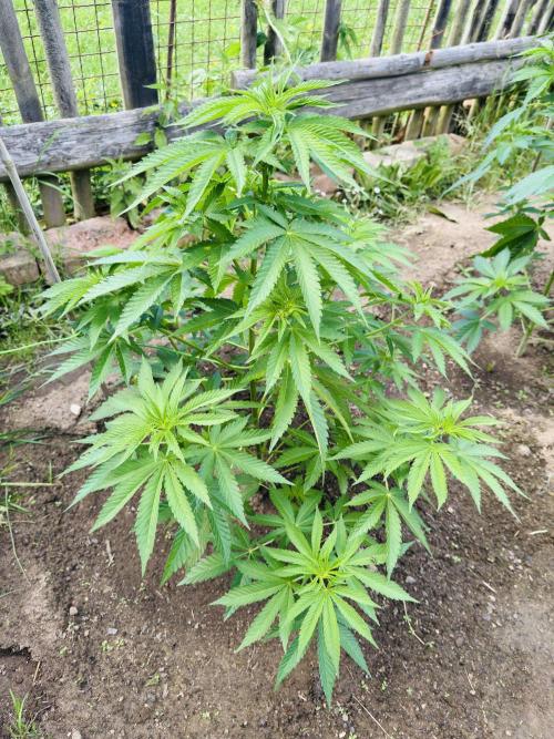 Whorled phyllotaxy Runtz. Week 10