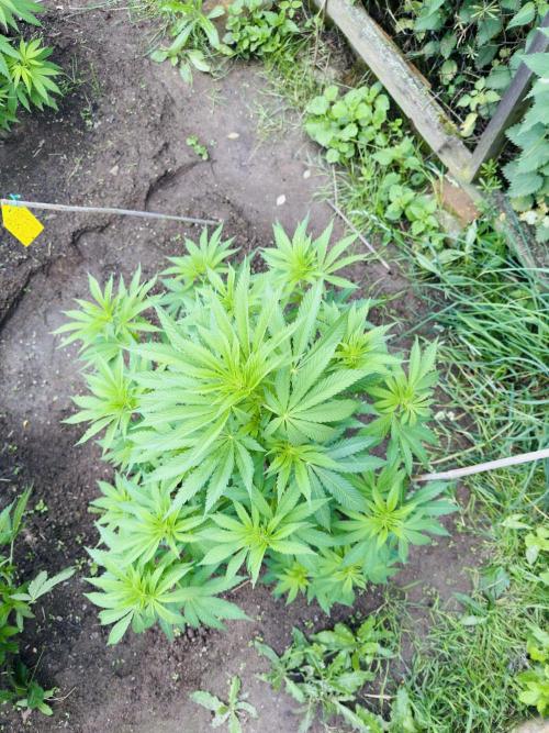Whorled phyllotaxy Runtz. Week 11