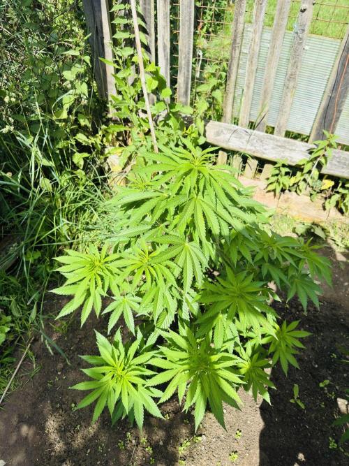 Whorled phyllotaxy Runtz. Week 11