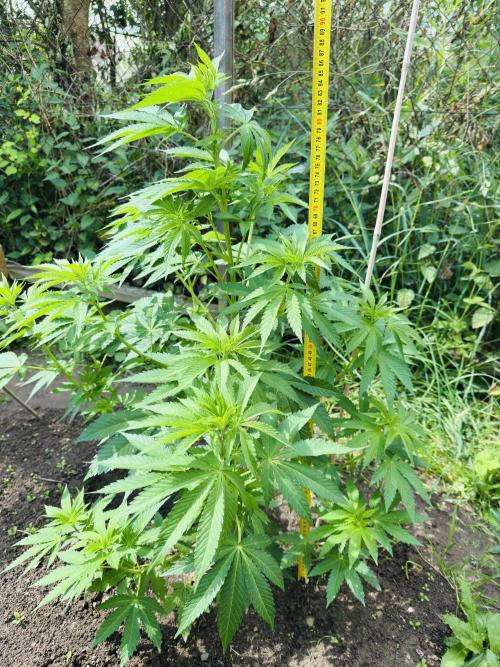 Whorled phyllotaxy Runtz. Week 11