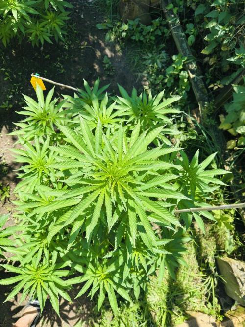 Whorled phyllotaxy Runtz. Week 12