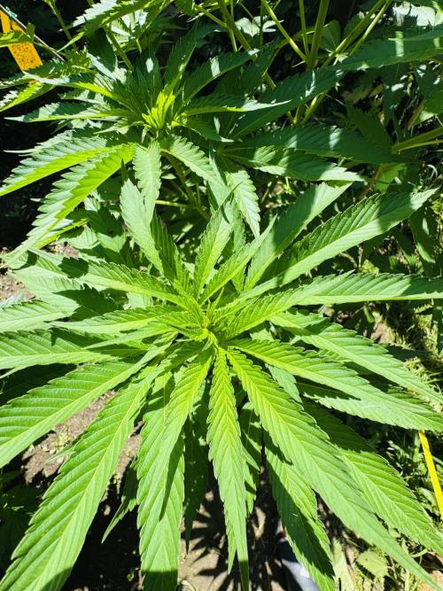 Whorled phyllotaxy Runtz. Week 12