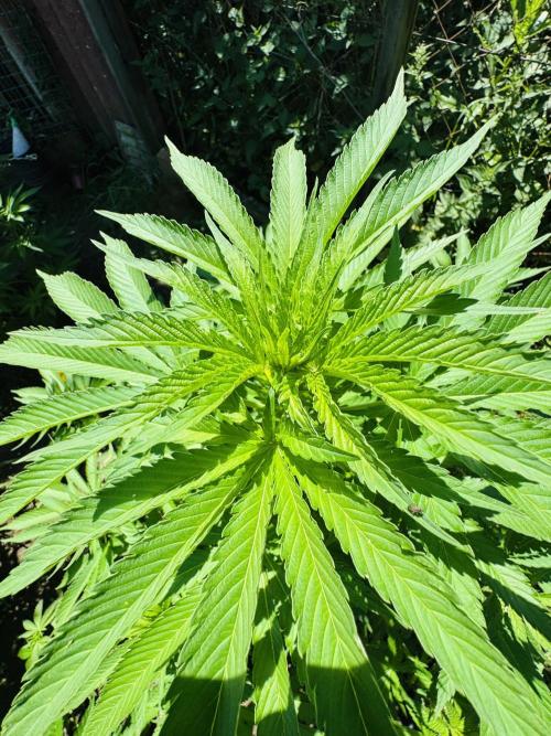 Whorled phyllotaxy Runtz. Week 12