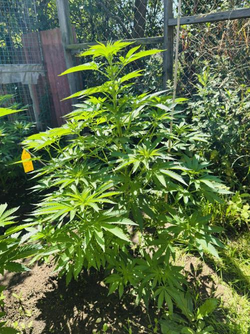 Whorled phyllotaxy Runtz. Week 12