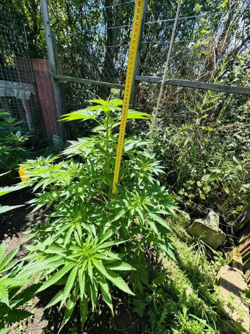Whorled phyllotaxy Runtz. Week 12