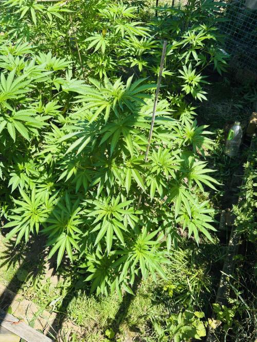 Whorled phyllotaxy Runtz. Week 13