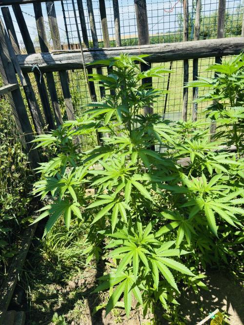 Whorled phyllotaxy Runtz. Week 13