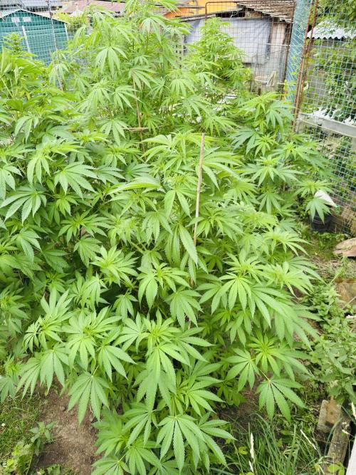 Whorled phyllotaxy Runtz. Week 14